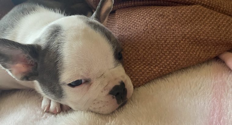 French Bulldog Puppies in Kilmaley – Playful Mix