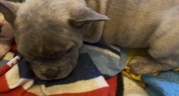 French Bulldog Puppies in Kilmaley – Playful Mix