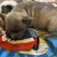 French Bulldog Puppies in Kilmaley – Playful Mix