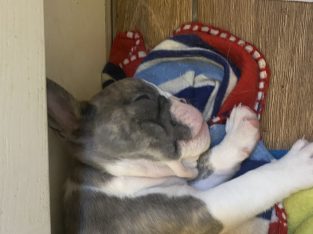French x Olde English Bulldog puppies