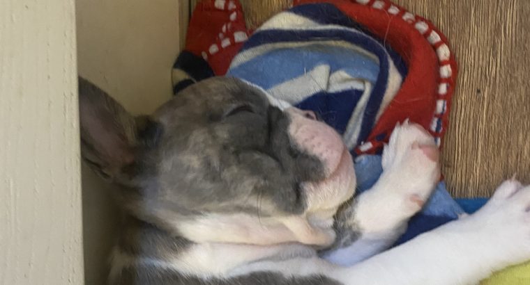 French Bulldog Puppies in Kilmaley – Playful Mix