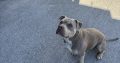 Pocket Bully for Stud in Dublin – IKC Registered