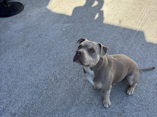 Dog for stud pocket bully