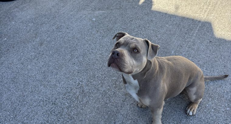 Pocket Bully for Stud in Dublin – IKC Registered