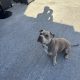 Pocket Bully for Stud in Dublin – IKC Registered