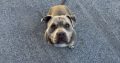 Pocket Bully for Stud in Dublin – IKC Registered