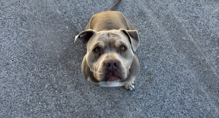 Pocket Bully for Stud in Dublin – IKC Registered