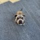 Pocket Bully for Stud in Dublin – IKC Registered