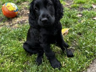 Cocker Spaniel in Mayo