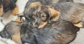 Miniature Dachshund Puppies in Newbridge – IKC