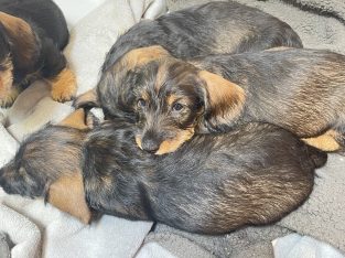 Miniature Dachshund Puppies in Newbridge – IKC