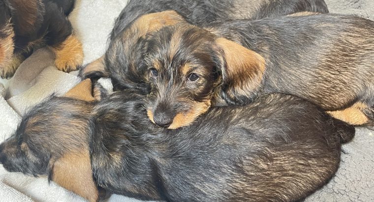 Miniature Dachshund Puppies in Newbridge – IKC