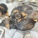 Miniature Dachshund Puppies in Newbridge – IKC