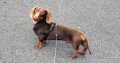 kanichen dachshund in mayo – fci export pedigree