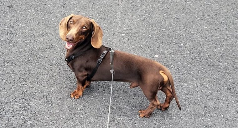 kanichen dachshund in mayo – fci export pedigree