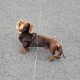 kanichen dachshund in mayo – fci export pedigree