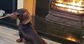 kanichen dachshund in mayo – fci export pedigree