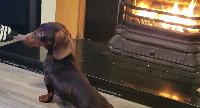 kanichen dachshund in mayo – fci export pedigree