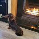 kanichen dachshund in mayo – fci export pedigree