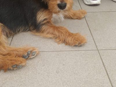 Re-home Puppy