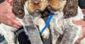 Very Rare, tri color, roan Springer Spaniels