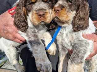 Very Rare, tri color, roan Springer Spaniels