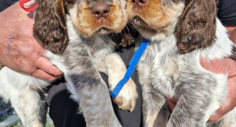Very Rare, tri color, roan Springer Spaniels