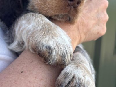 Very Rare, tri color, roan Springer Spaniels
