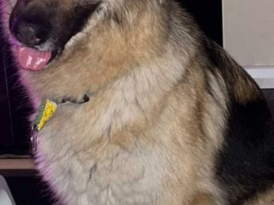 German Shepherd in mullingar – Needs a New Home