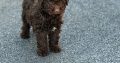 Cavapoo puppy’s