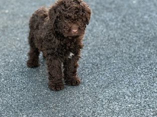 Cavapoo puppy’s