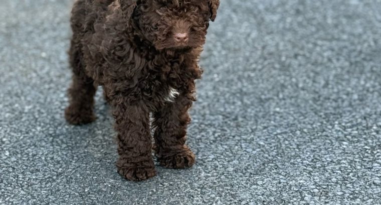 Cavapoo puppy’s