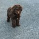 Cavapoo puppy’s