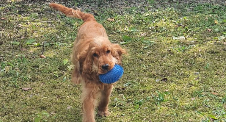 Cocker spaniel for sale
