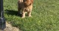 Cavapoo puppy’s