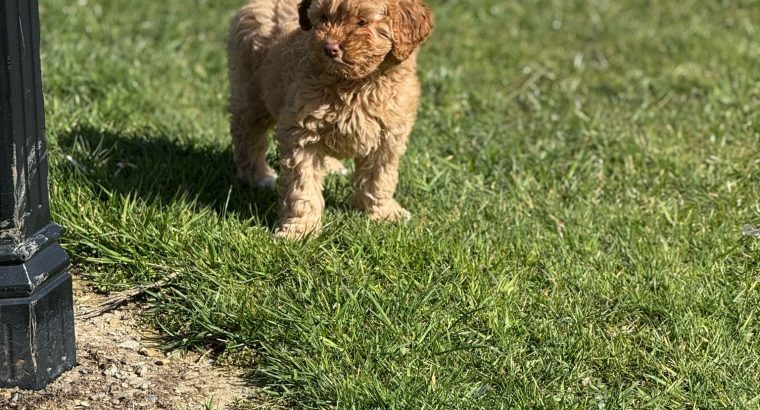Cavapoo puppy’s