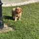 Cavapoo puppy’s