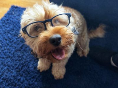 Cockapoo