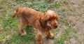 Cocker spaniel for sale