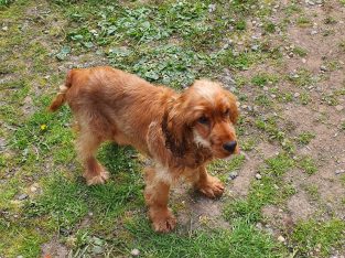 Cocker spaniel for sale