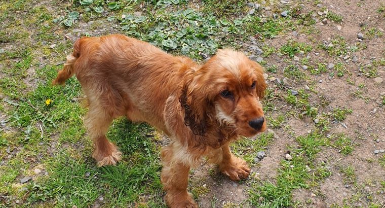 Cocker spaniel for sale