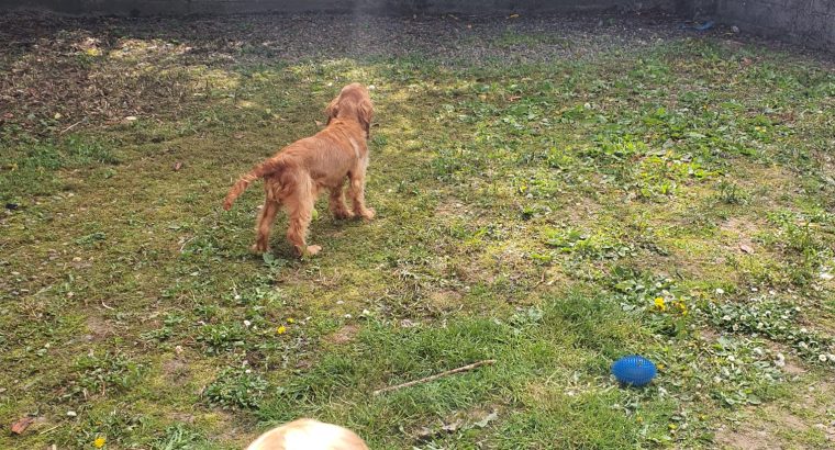 Cocker spaniel for sale