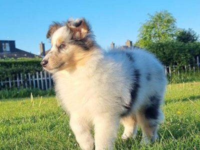 Rough Collie