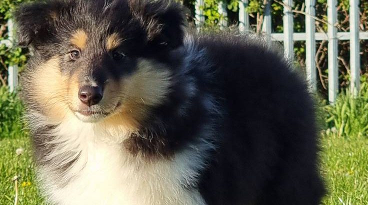 Rough Collie