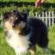 Rough Collie