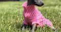 Italian Greyhounds for Sale in Blanchardstown