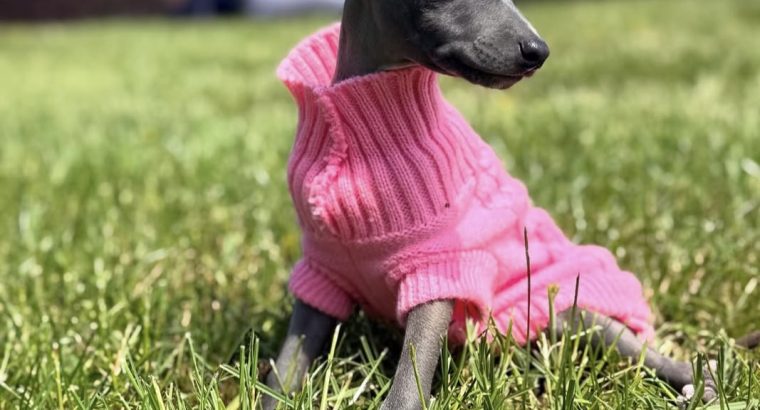 Italian Greyhounds for Sale in Blanchardstown