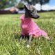 Italian Greyhounds for Sale in Blanchardstown