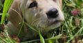 Beautiful Golden Retriever X Puppies