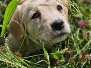 Beautiful Golden Retriever X Puppies